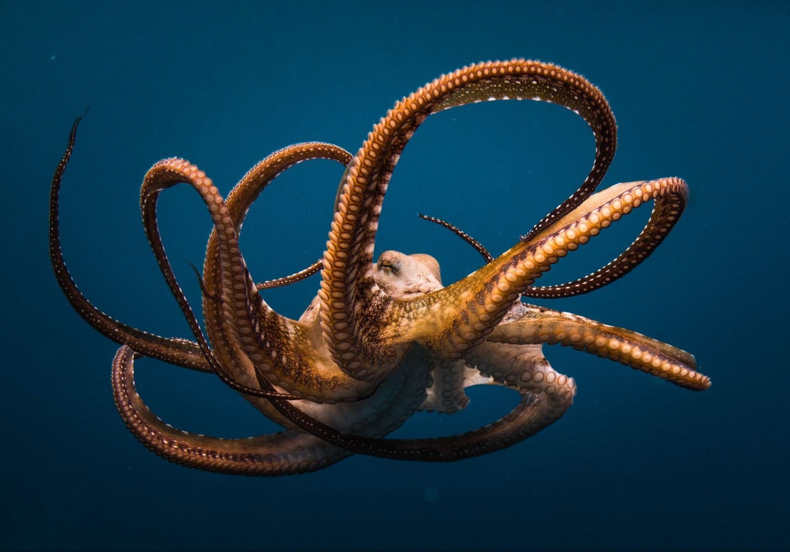 Кремлевский спрут — часть III. Как ГРУ использовало сербов для переворота в Черногории и войны в Украине