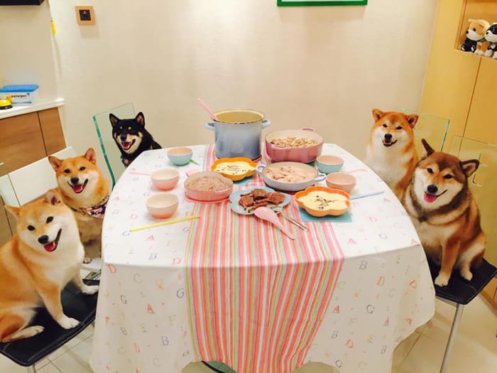 На Камчатке бездомных собак будут кормить конфискованной красной рыбой