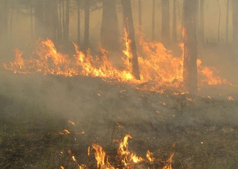 Правительство одобрило законопроект о сплошных рубках леса в центральной экологической зоне Байкала — «Ъ»