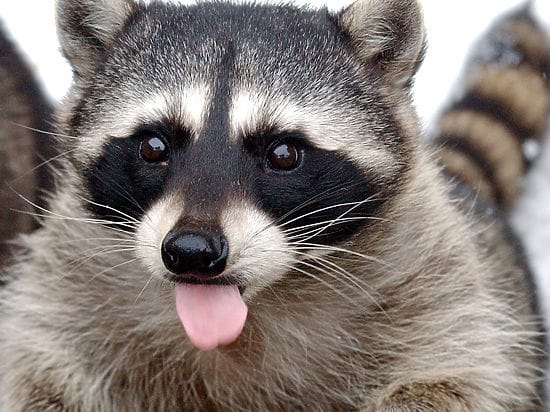 Еноты перекусили кабели на 700 тысяч рублей во время трансляции «Матч ТВ»