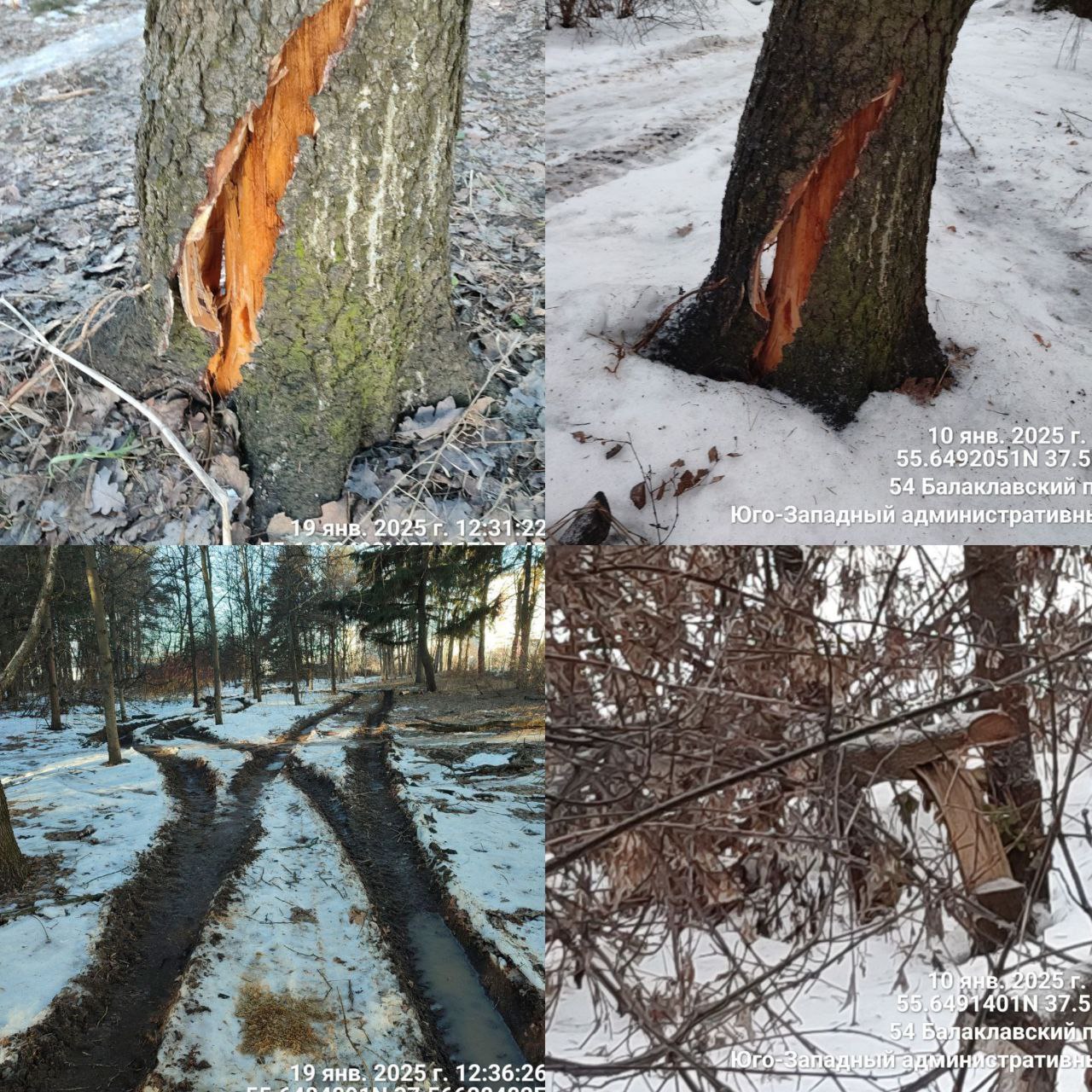 Последствия «благоустройства» в Битцевском лесу